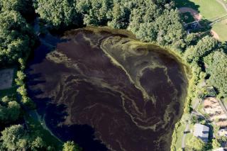 Tree pollen mixing in Choate Pond spring 2021. Photo Credit: Tim Rice. 